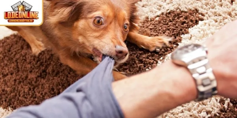 4 trường hợp mơ thấy bị chó cắn vào tay chi tiết