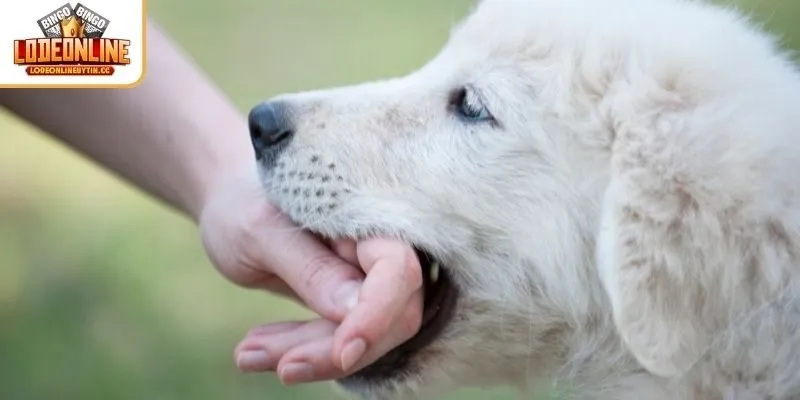 Giải mã ý nghĩa giấc mơ thấy bị chó cắn vào tay