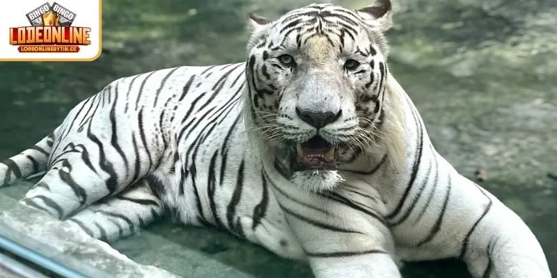 Mơ thấy hổ trắng xuất hiện nên đánh con gì để gặp may