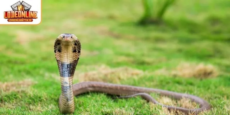 Ý nghĩa tượng trưng của rắn hổ mang trong mơ